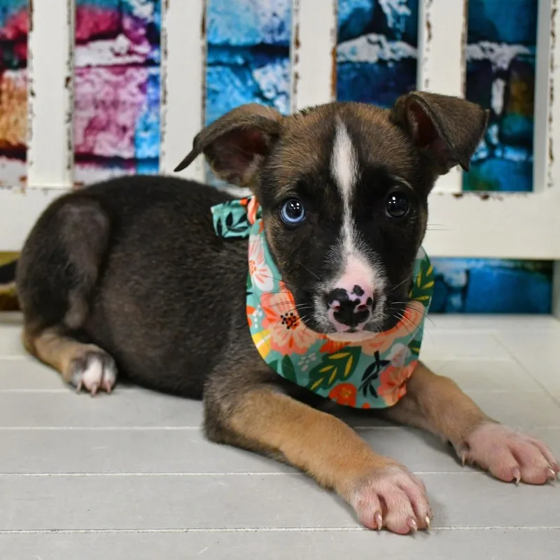 A baby small-sized female Brown / Chocolate Husky dog named Royal for adoption in Beaumont, TX