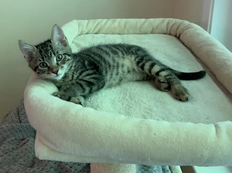 A baby medium-sized male Tabby cat named Arlo for adoption in Buford, GA
