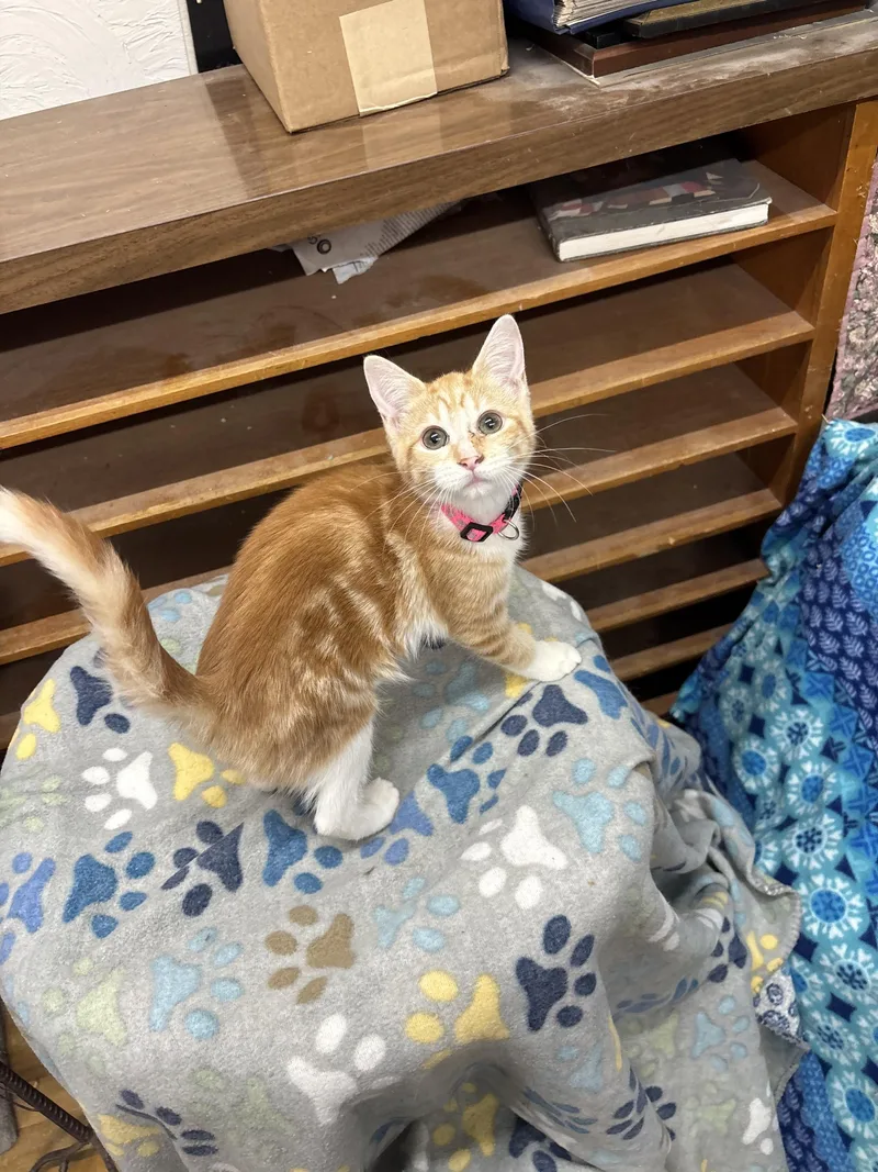 Flower Moon thumbnail 2