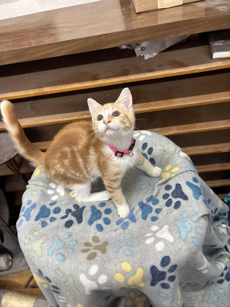 Flower Moon thumbnail 3