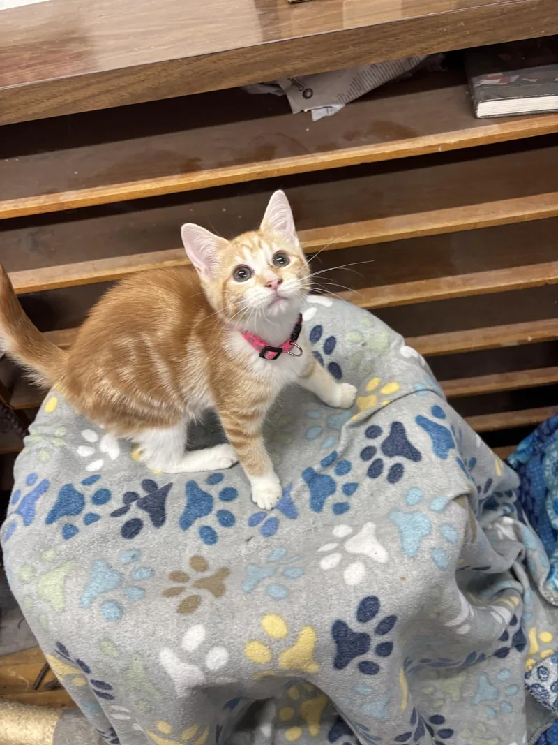 Flower Moon thumbnail 4