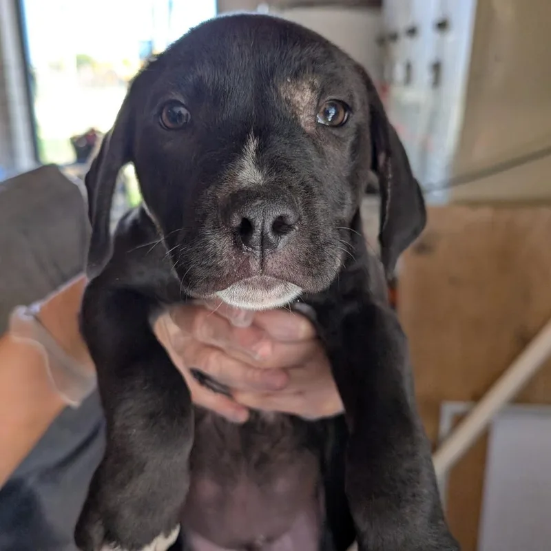 A baby large-sized male Black Mixed Breed dog named Nissan for adoption in Leander, TX