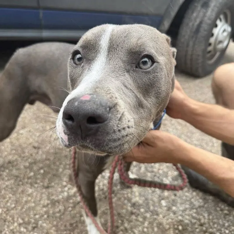 A young medium-sized male Gray / Blue / Silver Pit Bull Terrier dog named Wishy for adoption in Austin, TX