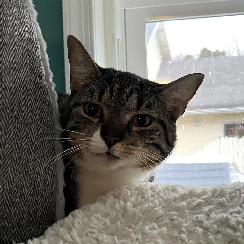 Evermore thumbnail 2