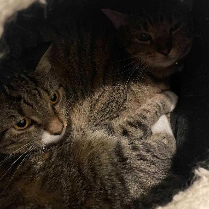 Evermore thumbnail 3