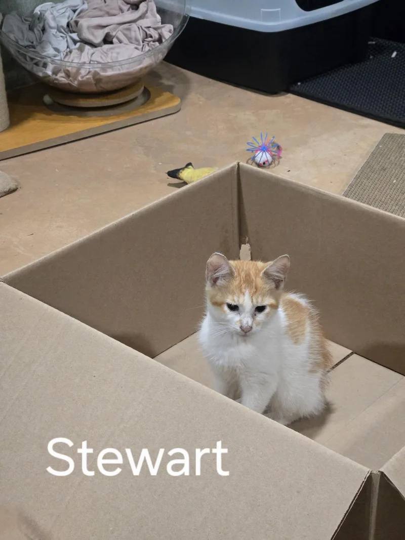 Stewart thumbnail 2