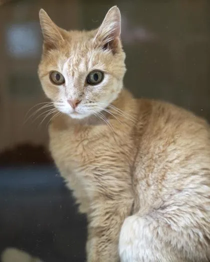 A senior medium-sized female Domestic Short Hair cat named Molly for adoption in Pequot Lakes, MN