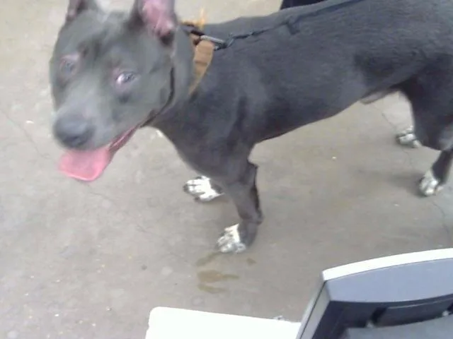 A young large-sized male Mixed Breed dog named Kilo for adoption in Dallas, TX