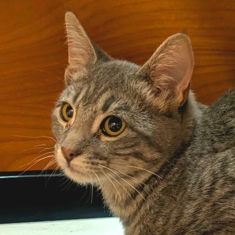 A baby small-sized male Gray / Blue / Silver Domestic Short Hair cat named Atlantic for adoption in Hemet, CA