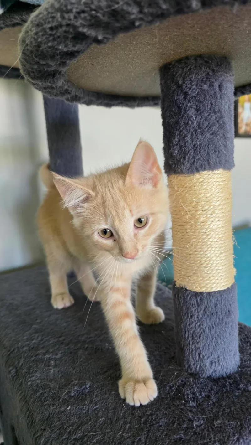 A baby small-sized male Domestic Short Hair cat named Peacock for adoption in Forest Lake, MN