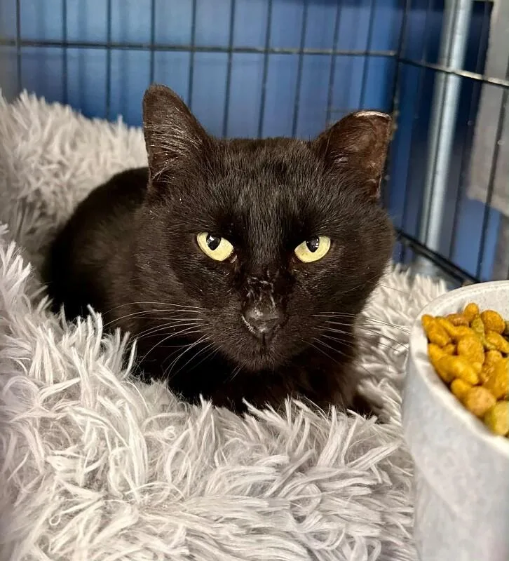 An adult medium-sized male Black Domestic Short Hair cat named Luther for adoption in Belton, MO