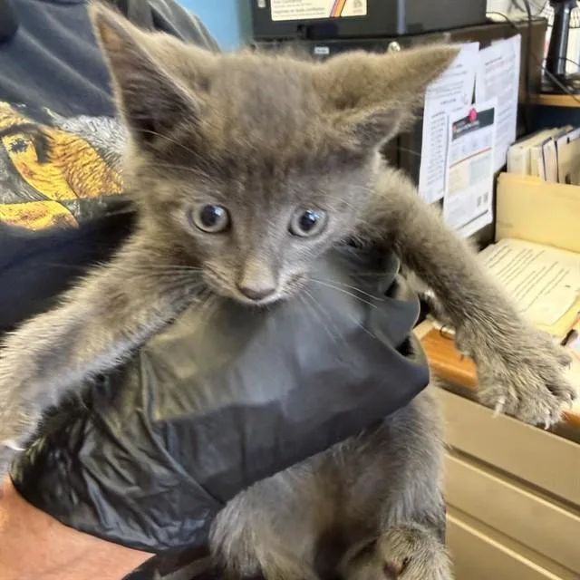 A baby small-sized male Domestic Short Hair cat named Stilton for adoption in Alameda, CA