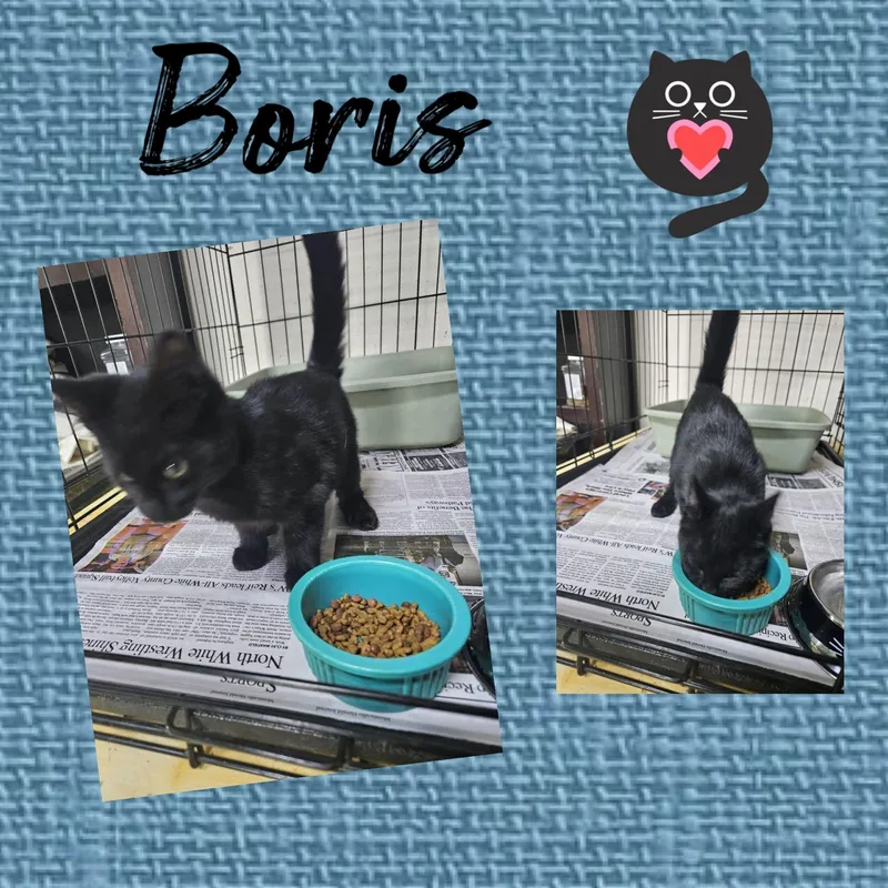 A baby small-sized male Domestic Short Hair cat named Boris for adoption in Monticello, IN
