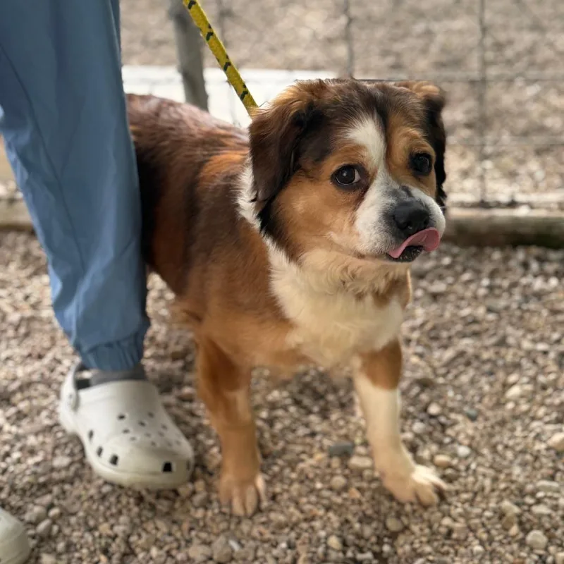 An adult medium-sized female Black Mixed Breed dog named Lala for adoption in Madison, WI