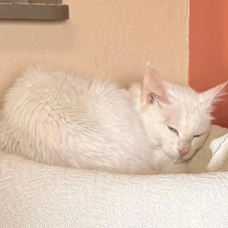 An adult medium-sized female Domestic Short Hair cat named Snow for adoption in Flagstaff, AZ