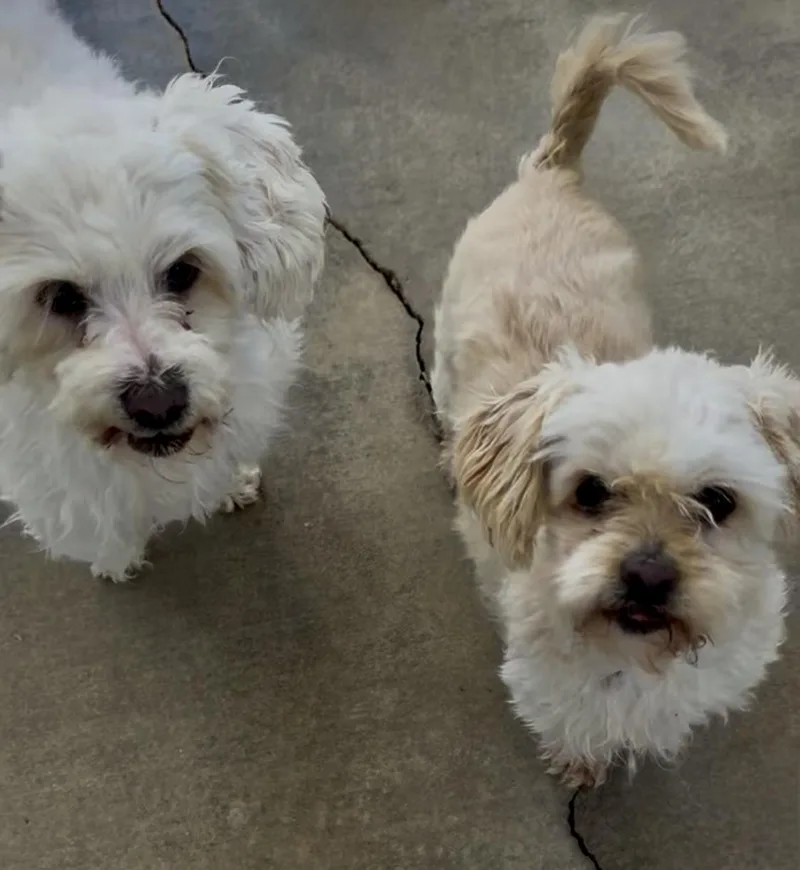 Sanderson Sisters thumbnail 2