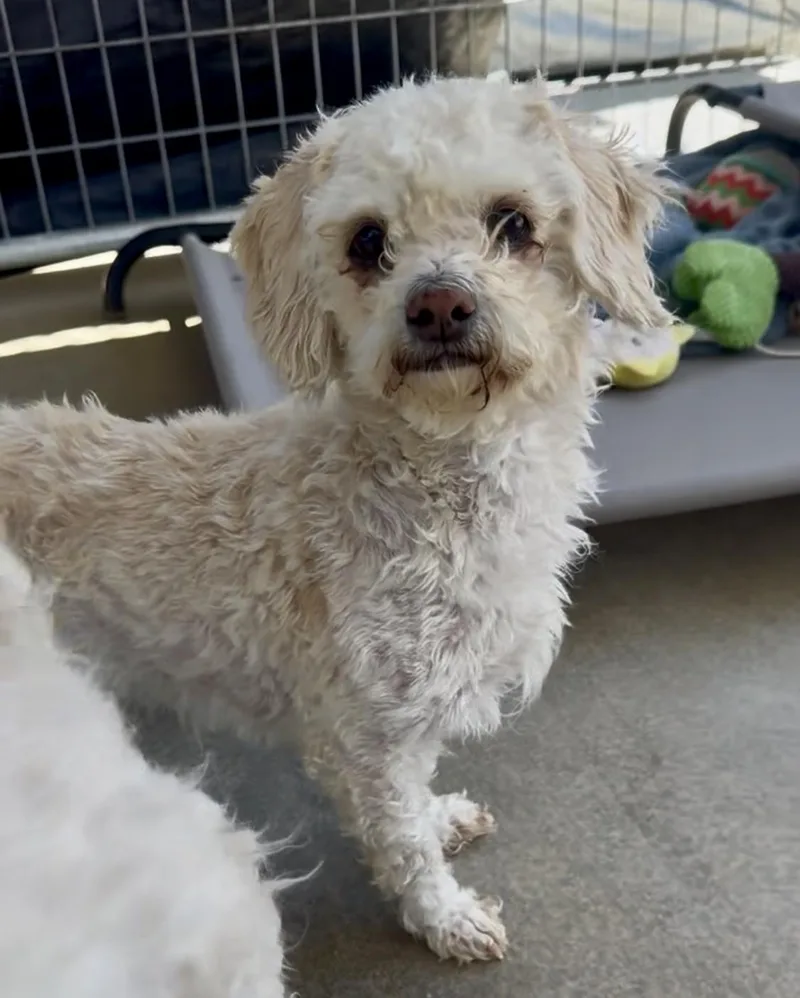 Sanderson Sisters thumbnail 3