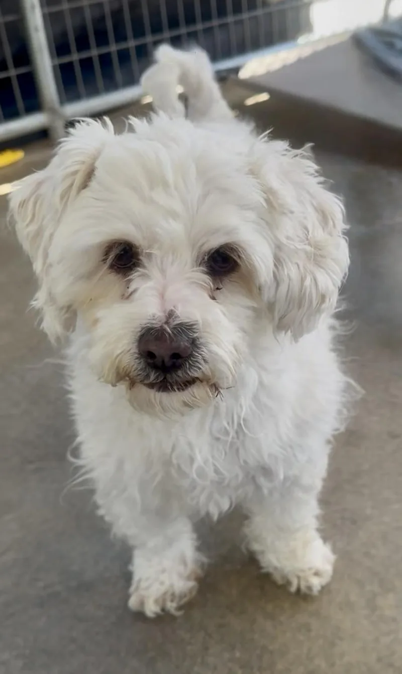 Sanderson Sisters thumbnail 4