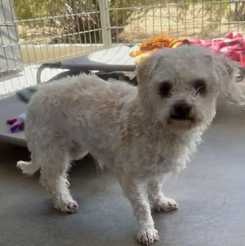 Sanderson Sisters thumbnail 5