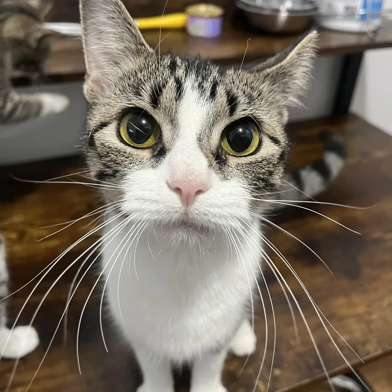 A young small-sized female White Domestic Short Hair cat named Honey for adoption in Middle Village, NY