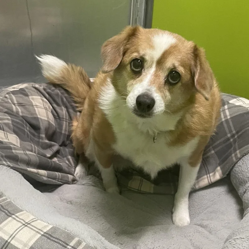 A senior small-sized female Red / Chestnut / Orange Cardigan Welsh Corgi dog named Rosie for adoption in Spokane, WA