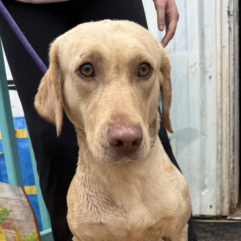 Steve Harvey thumbnail 4