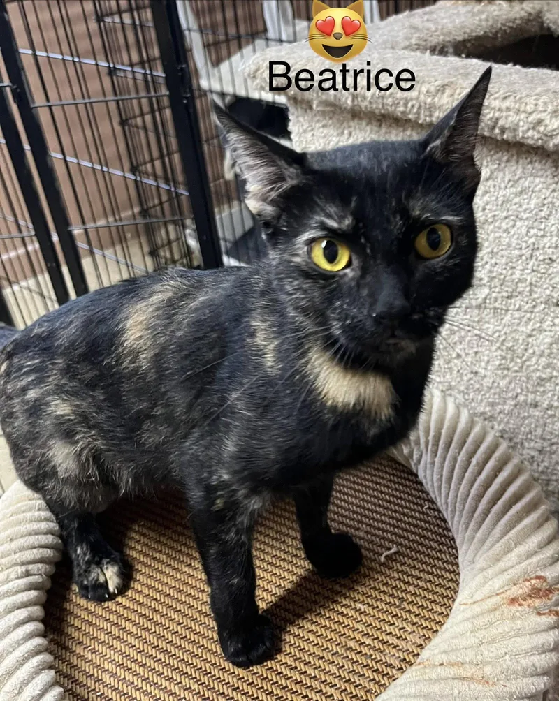 An adult medium-sized female Domestic Short Hair cat named Beatrice for adoption in Phoenix, AZ