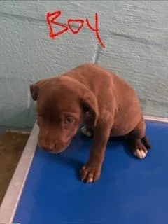 A baby small-sized male Mixed Breed dog named Teddy for adoption in Lafayette, TN