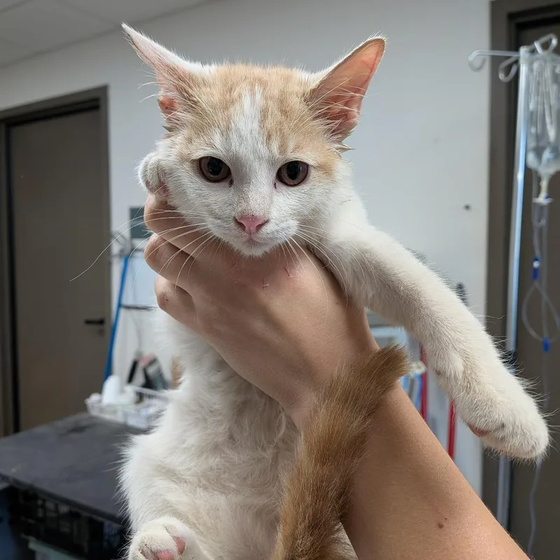 A baby small-sized male Domestic Short Hair cat named Luke Skywalker for adoption in Cleveland, MS