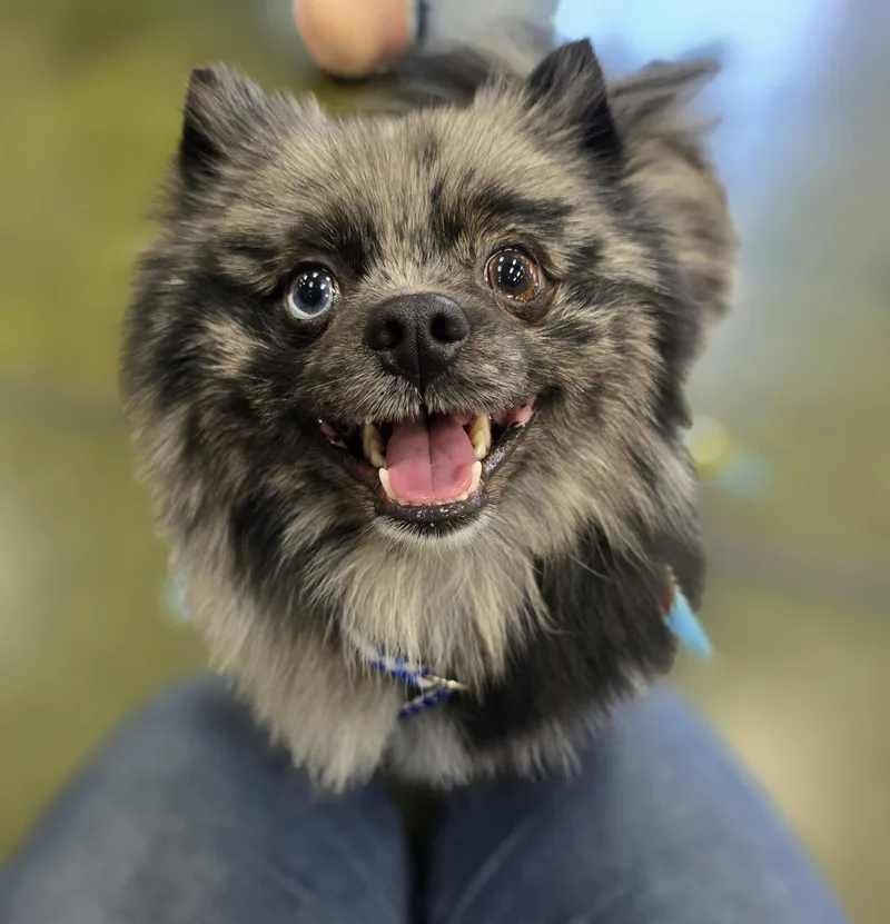 An adult small-sized male Merle (Blue) Pomeranian dog named Kofi for adoption in Clovis, CA