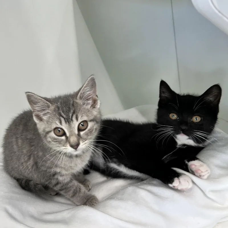 A young medium-sized female Domestic Short Hair cat named Daisy for adoption in Spring Lake, NJ