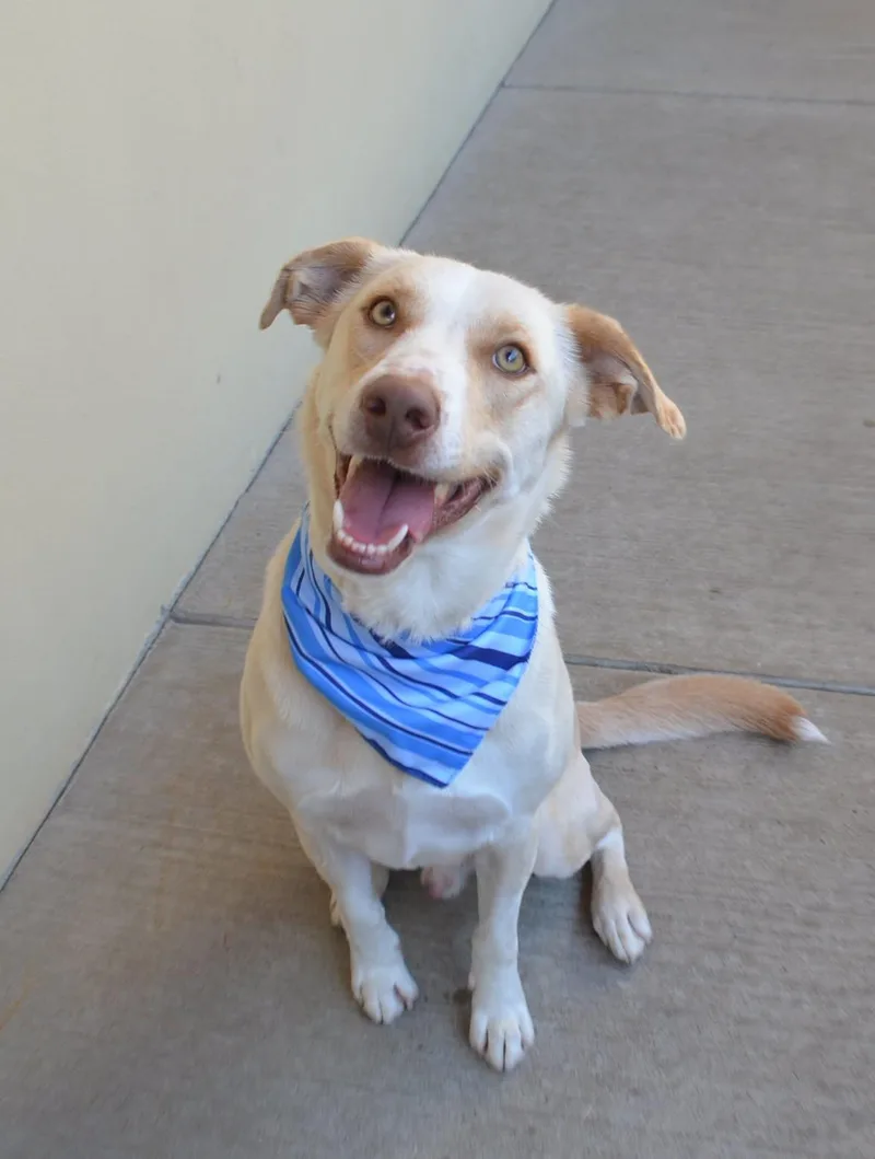 A young large-sized male Labrador Retriever dog named Umber for adoption in McKinney, TX