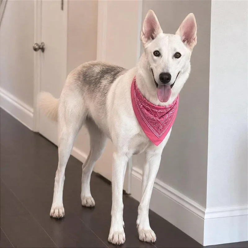 An adult medium-sized female White / Cream Husky dog named Eve for adoption in Tampa, FL