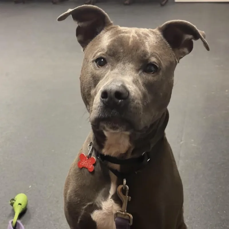 An adult medium-sized male Pit Bull Terrier dog named Bowie for adoption in Valparaiso, IN