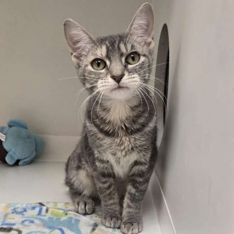 A young small-sized female Gray / Blue / Silver Domestic Short Hair cat named Leela for adoption in Champaign, IL
