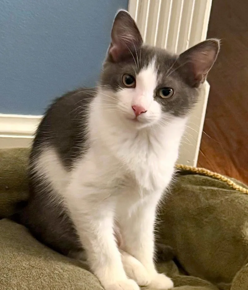 A baby small-sized female Gray & White Domestic Short Hair cat named Mongo for adoption in Pittsburgh, PA