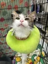 An adult medium-sized female Tabby (Brown / Chocolate) Domestic Medium Hair cat named Star for adoption in Manitowoc, WI