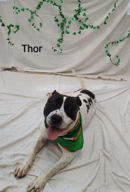 Thor