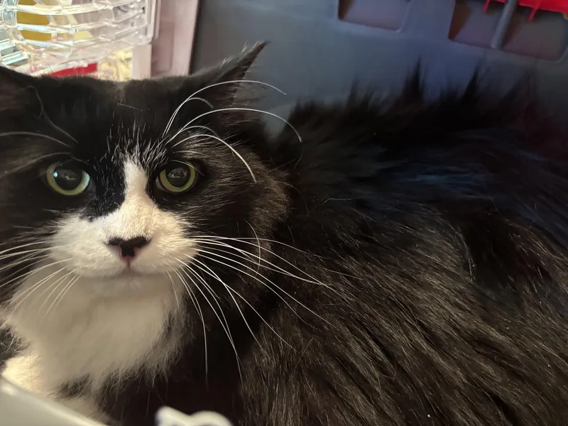 An adult large-sized female Domestic Long Hair cat named Bambi for adoption in Dover, DE