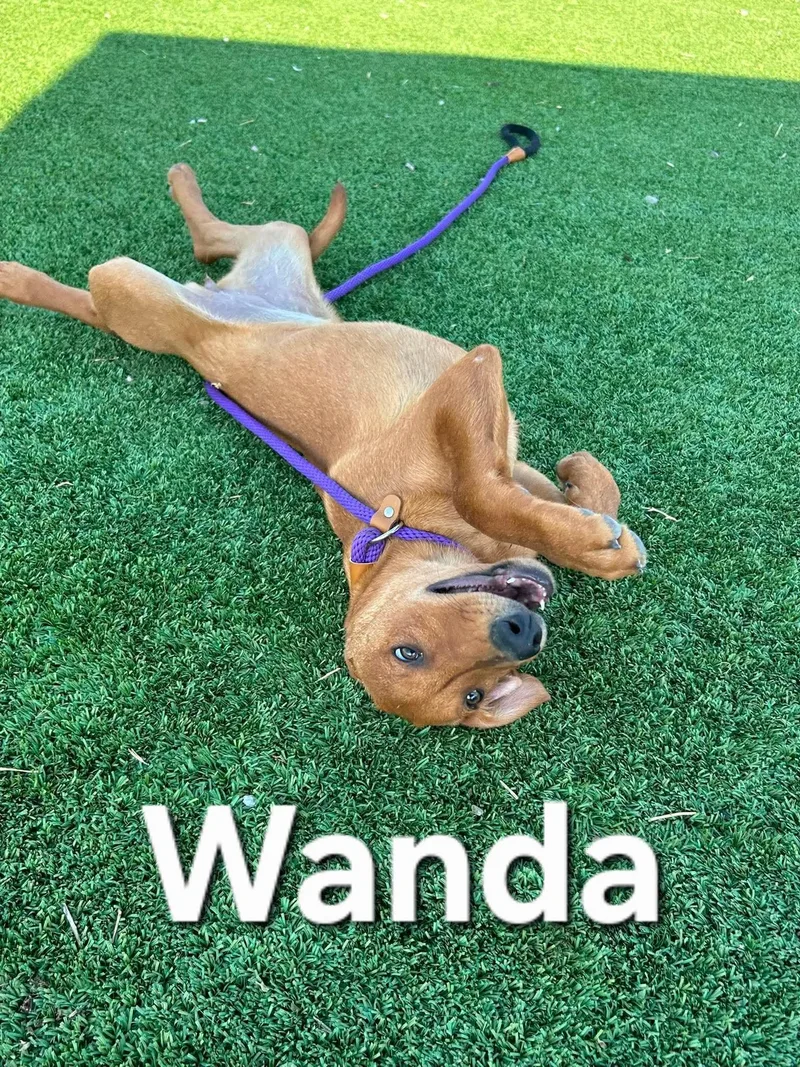 Wanda thumbnail 3