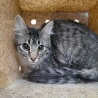 An adult small-sized male Brown / Chocolate Domestic Short Hair cat named Sir Ruby for adoption in Fort Collins, CO