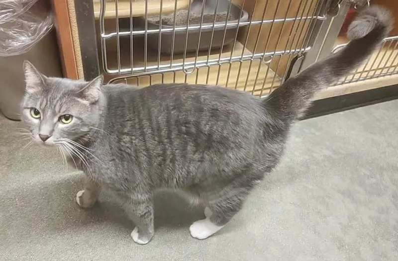 An adult extra large-sized male Tabby cat named Isaac for adoption in HEMET, CA