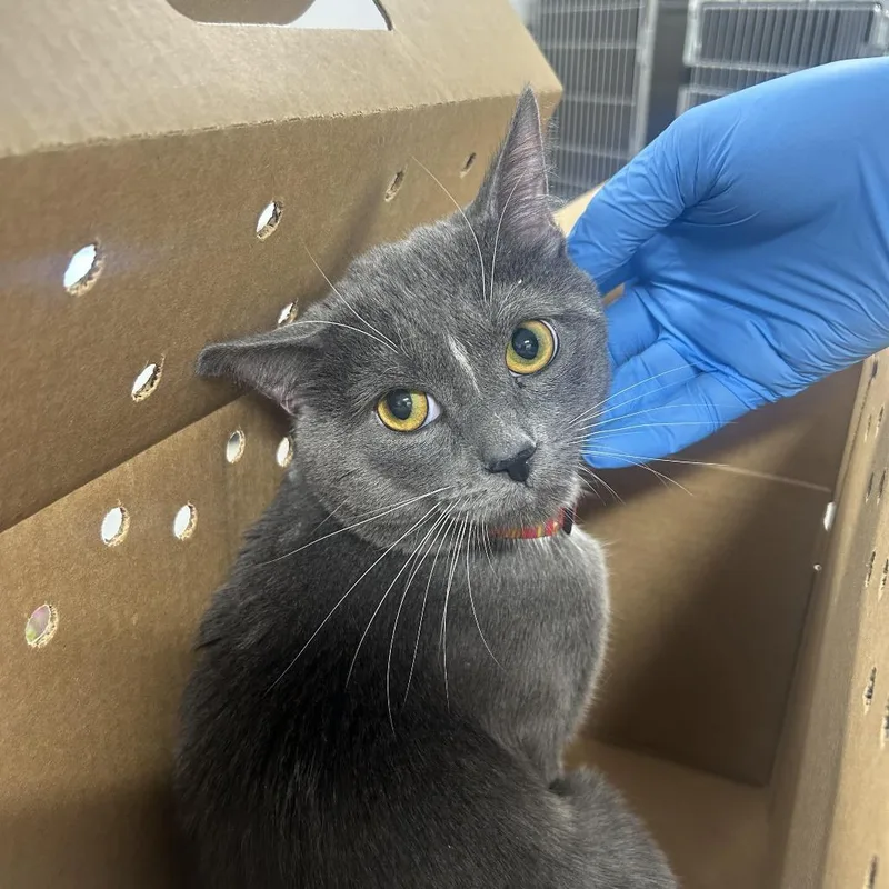 A young large-sized male Gray / Blue / Silver Domestic Short Hair cat named Miboi for adoption in Newark, NJ