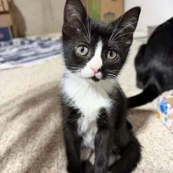 Arugulaat Petco