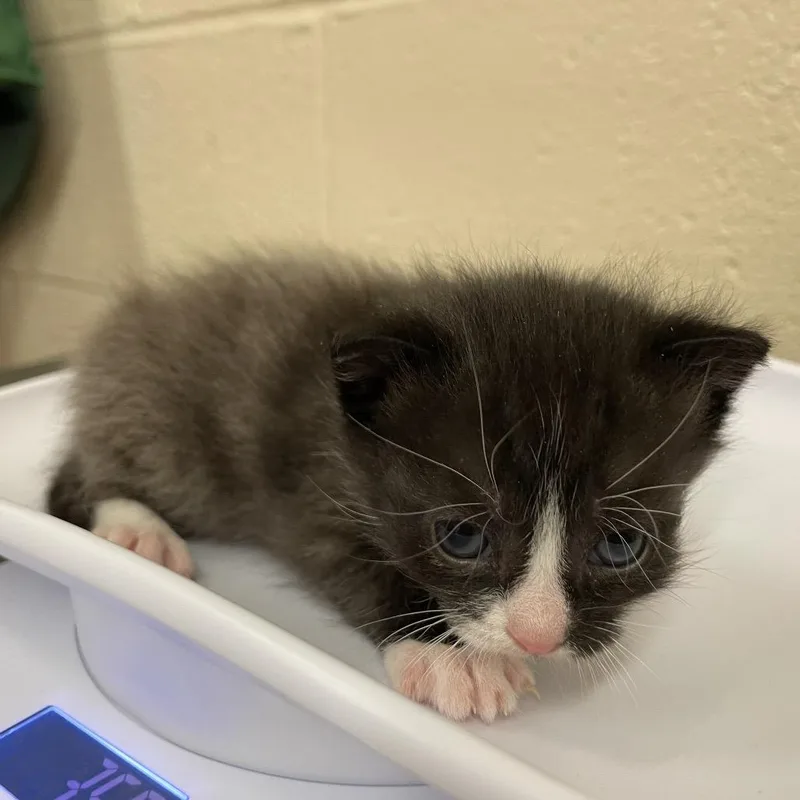 Arugulaat Petco thumbnail 4