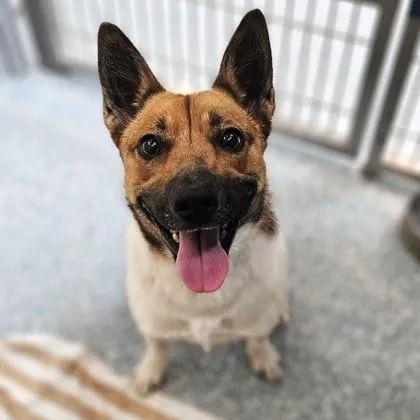 An adult medium-sized female White / Cream Mixed Breed dog named Buttercup for adoption in Santa Cruz, CA