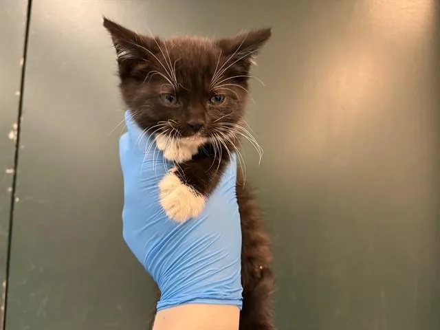 A baby small-sized female Domestic Medium Hair cat named Echo for adoption in Thousand Palms, CA