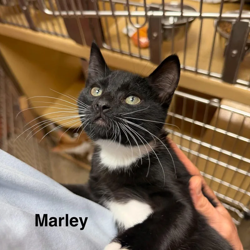 A young medium-sized male Domestic Short Hair cat named Marley for adoption in Spring Lake, NJ