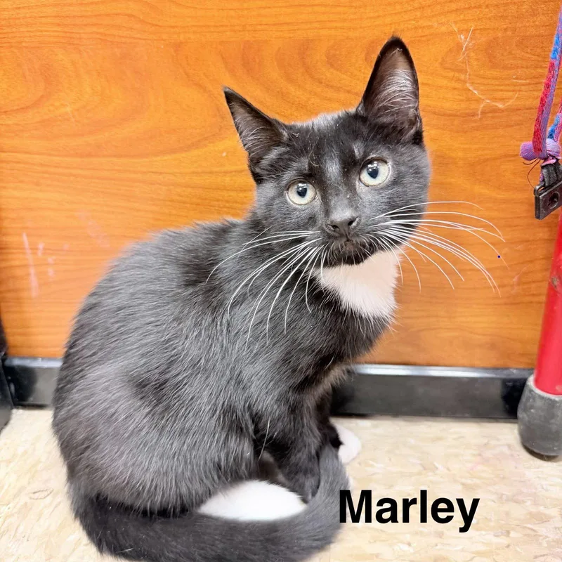 Marley thumbnail 2