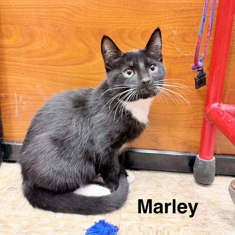Marley thumbnail 3